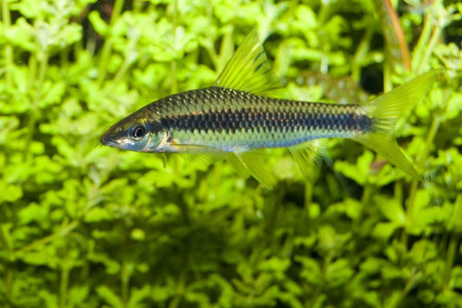 Barbus fish in freshwater Aquarium